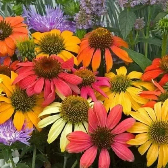 Coneflower Seeds (100+ seeds) - Picture 2 of 2